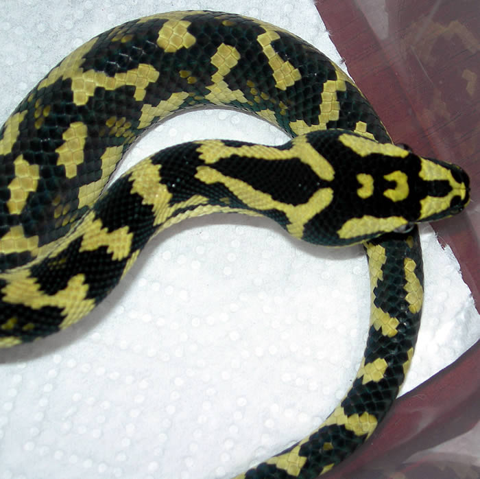 "Fluffy" Following Fourth Shed