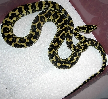 "Fluffy" Following Fourth Shed