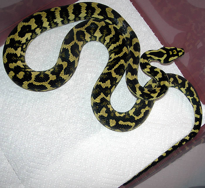 "Fluffy" Following Fourth Shed