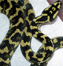 "Fluffy" Following Fourth Shed