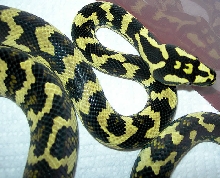 "Fluffy" Following Fourth Shed