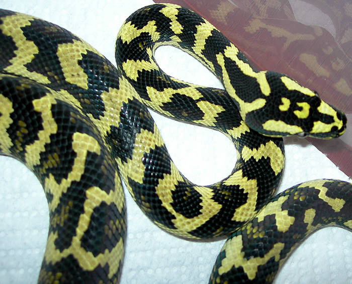 "Fluffy" Following Fourth Shed