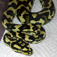 "Fluffy" Following Fourth Shed