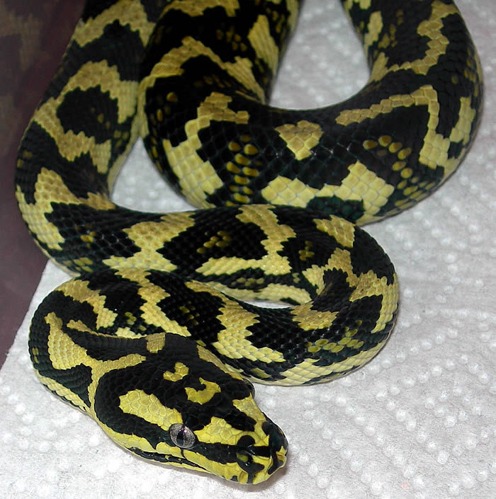 "Fluffy" Following Fourth Shed