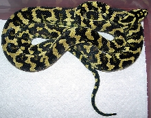 "Fluffy" Following Fourth Shed