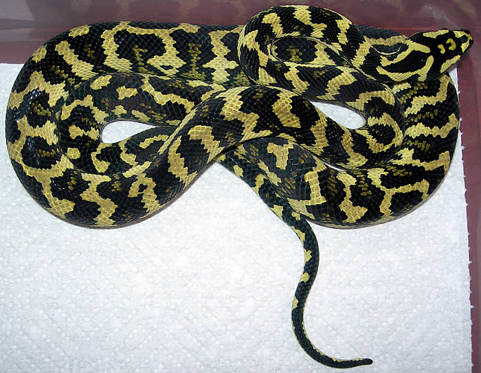 "Fluffy" Following Fourth Shed
