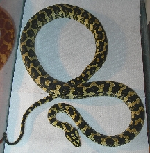 "Fluffy" - Fifth Shed!