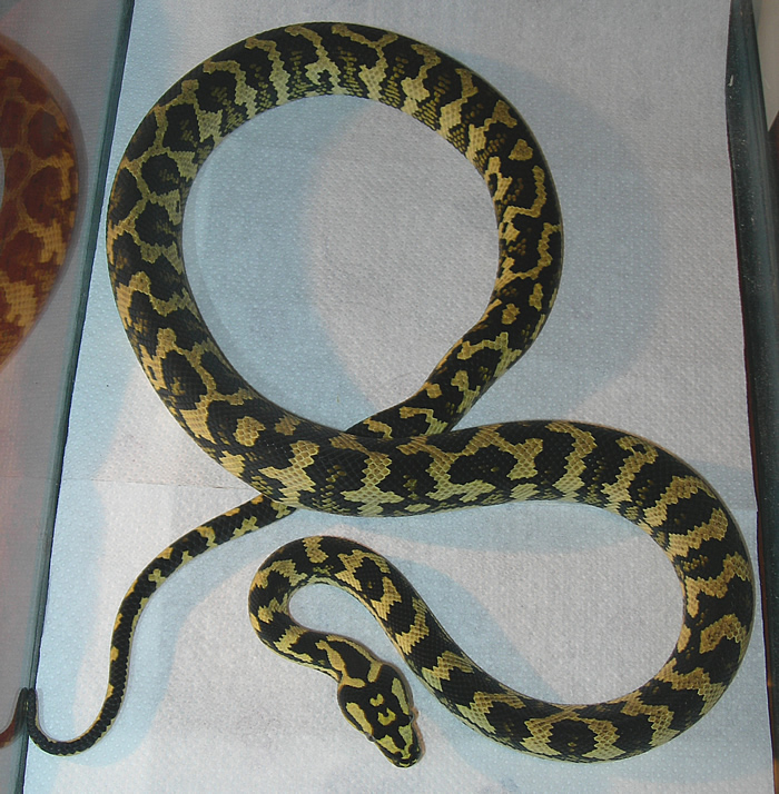 "Fluffy" - Fifth Shed!