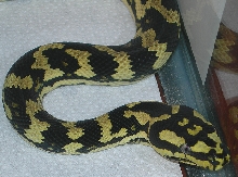 "Fluffy" - Fifth Shed!