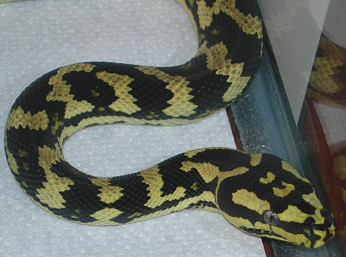 "Fluffy" - Fifth Shed!