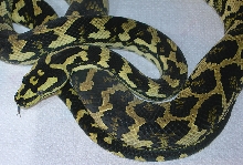 "Fluffy" - Fifth Shed!