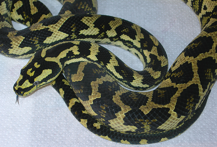 "Fluffy" - Fifth Shed!
