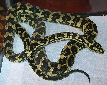 "Fluffy" - Fifth Shed!