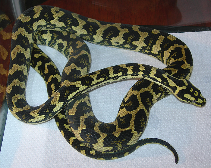 "Fluffy" - Fifth Shed!