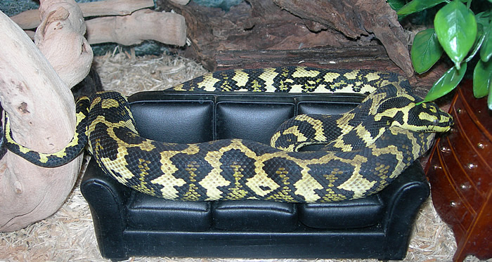"Fluffy" Relaxing On His Couch