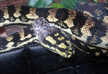 "Fluffy" Shedding!