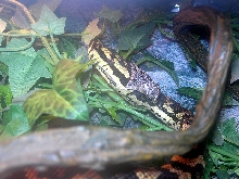 "Fluffy" Shedding!