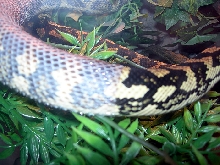 "Fluffy" Shedding!