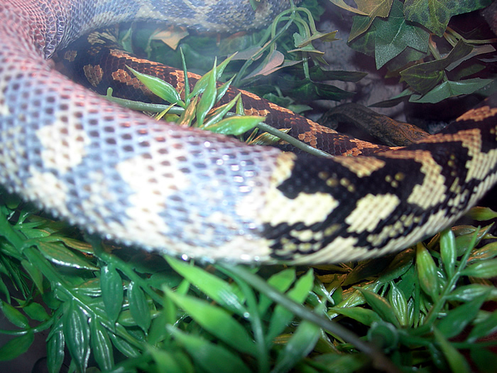 "Fluffy" Shedding!