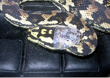 "Fluffy" Shedding!