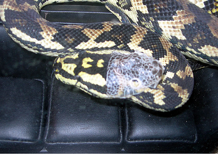 "Fluffy" Shedding!