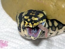 "Fluffy" Eats Third 'Hopper'