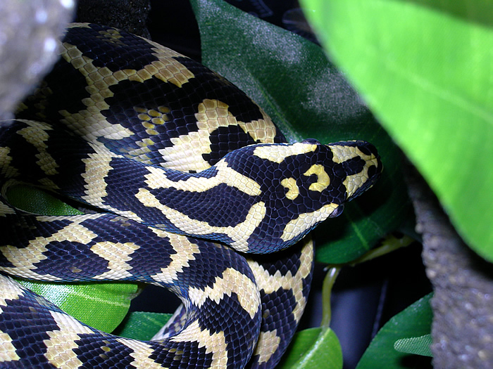 "Fluffy" Following Third Shed