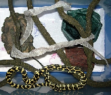 "Fluffy" Sheds!!!
