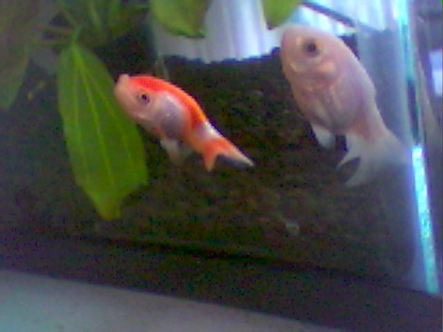 Donnie And Marsha