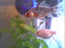 Flick and Marsha