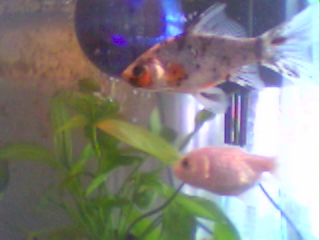 Flick and Marsha