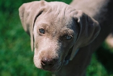 Little Henry