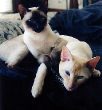 Brothers