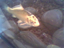 Koi Being Coy