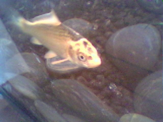 Koi Being Coy