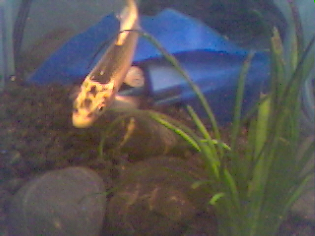 Koi...ooorrr....Hornet?