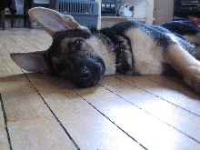 Sleepy Darwin