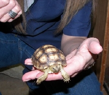 Sulcata Tortoise