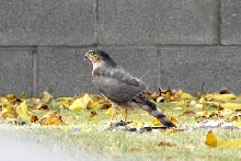 Sharp-shinned hawk