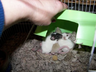 Jan 2007 Babies