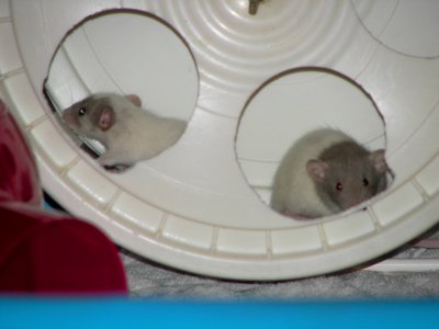 Babies playing