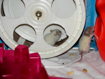 Babies playing