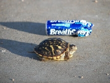 Ornate hatchling