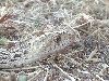Bullsnake
