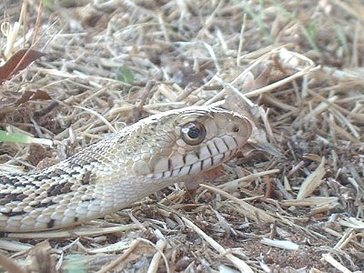 Bullsnake