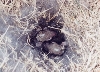Cottontail Rabbit Nest