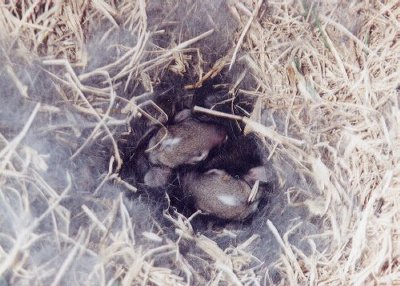 Cottontail Rabbit Nest