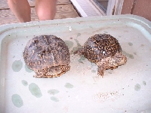 Charity and Shell E