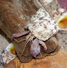 Cletus crab