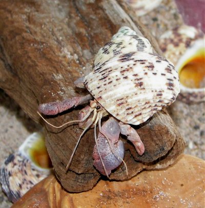Cletus crab